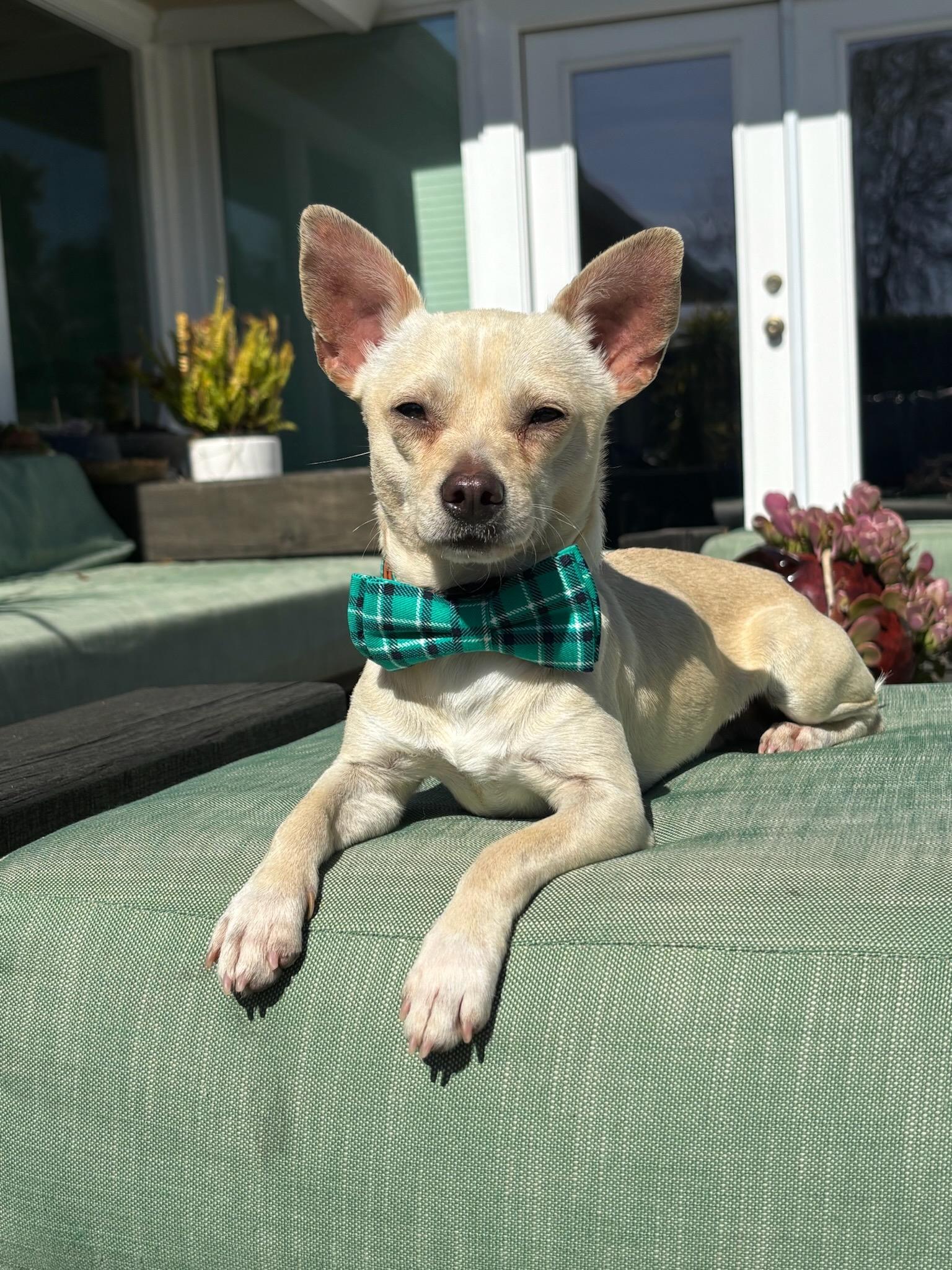 Enlarge Prince Charles, an adopted mixed breed in Redwood City, CA image 3/6