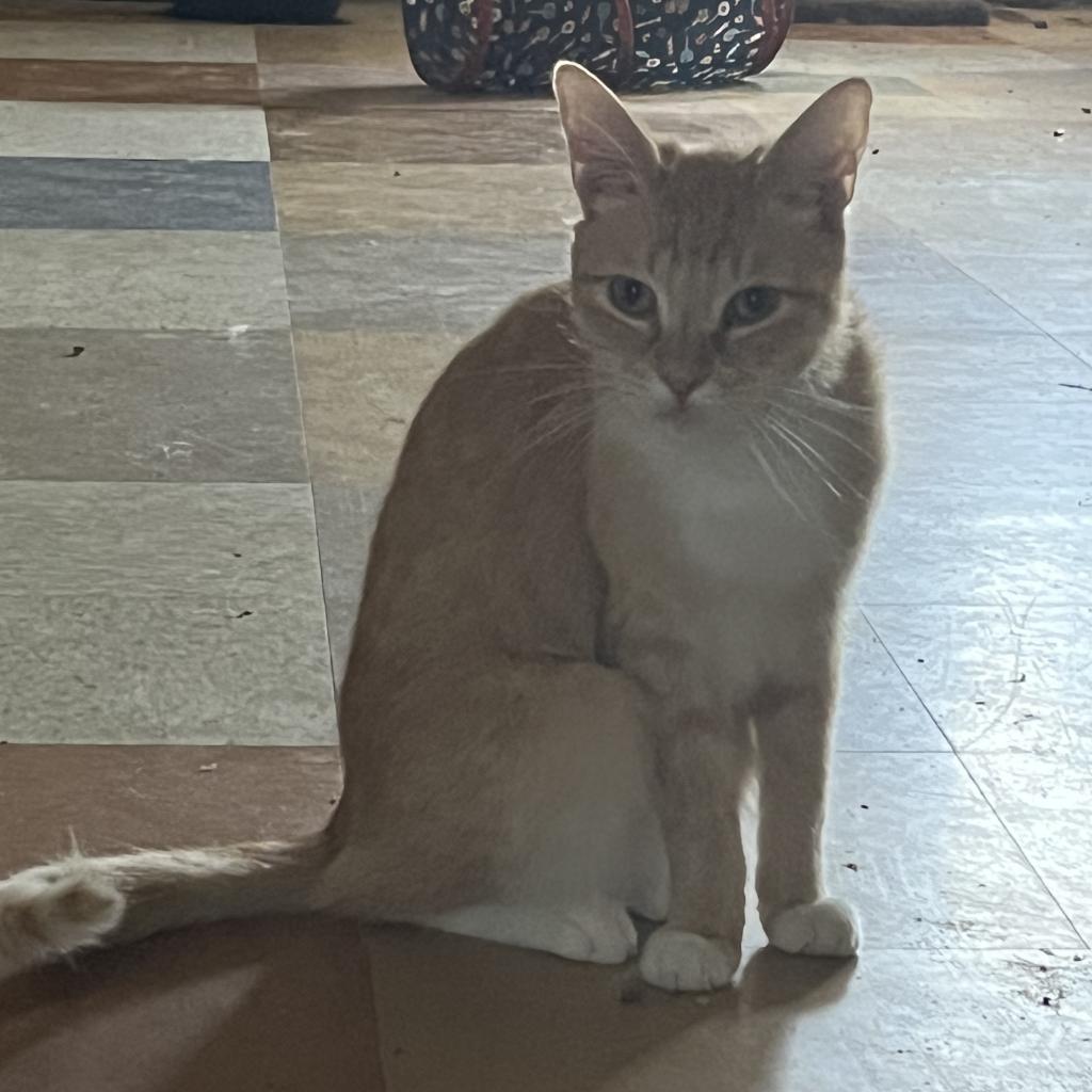 Buckwheat, a Adoptable Domestic Short Hair in Hemet, CA image 2/6