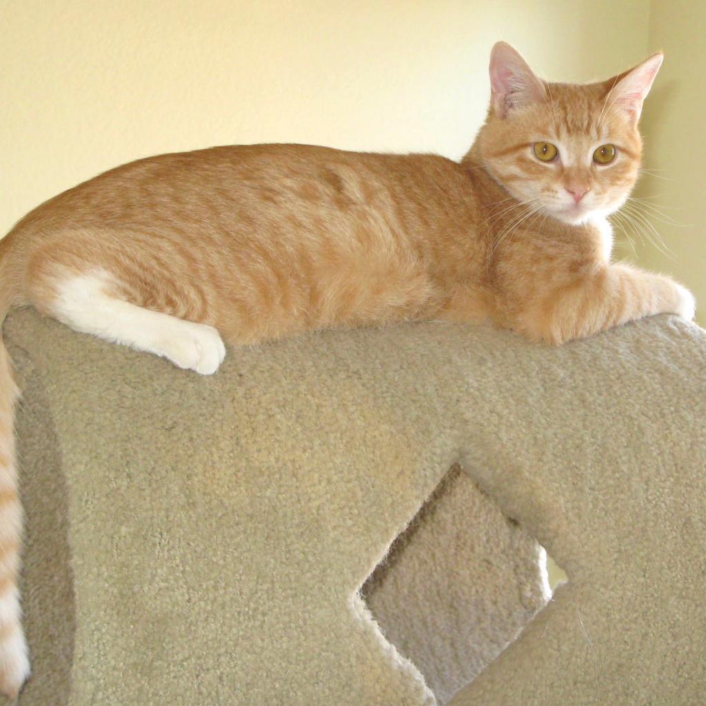Buckwheat, a Adoptable Domestic Short Hair in Hemet, CA image 3/6