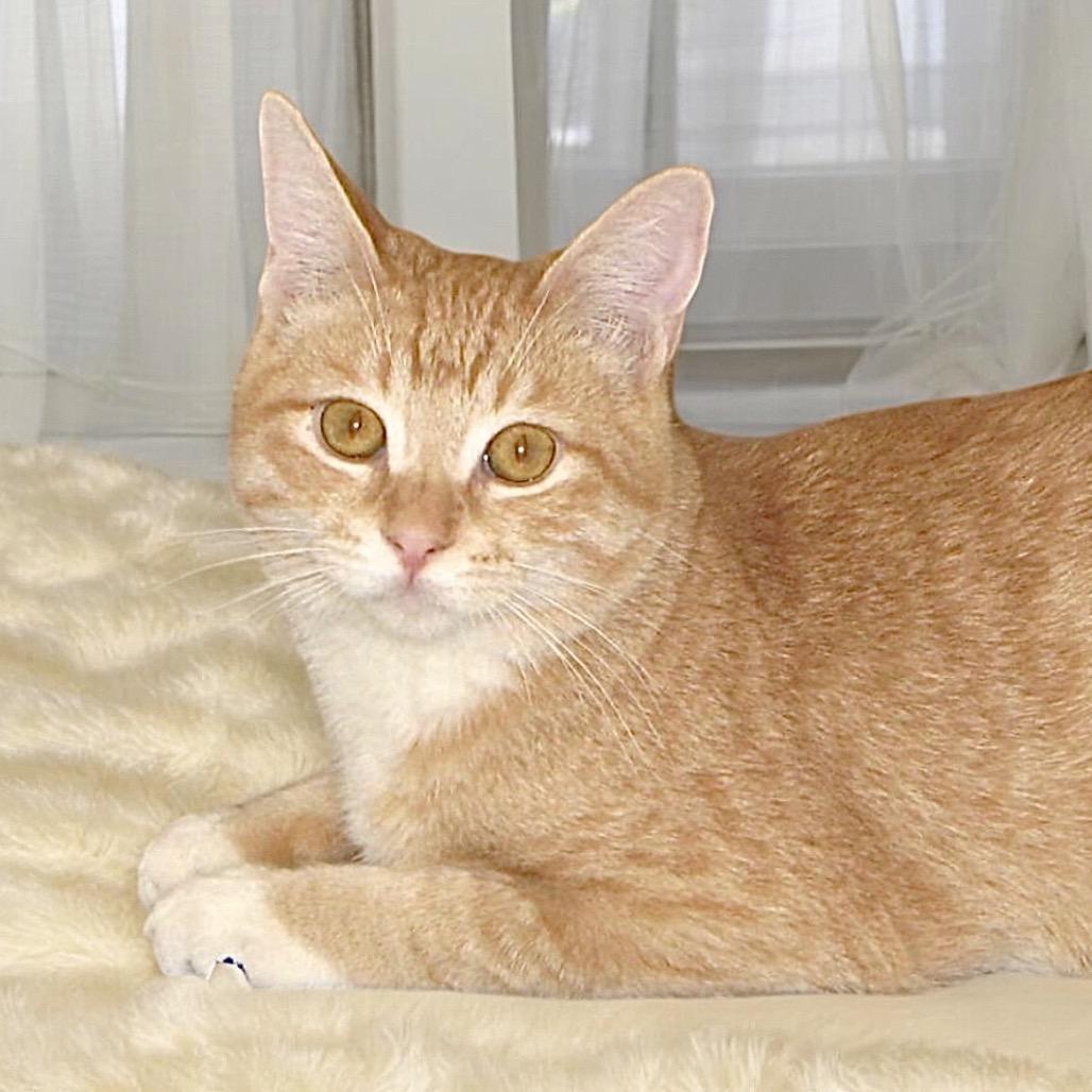 Buckwheat, a Adoptable Domestic Short Hair in Hemet, CA image 4/6