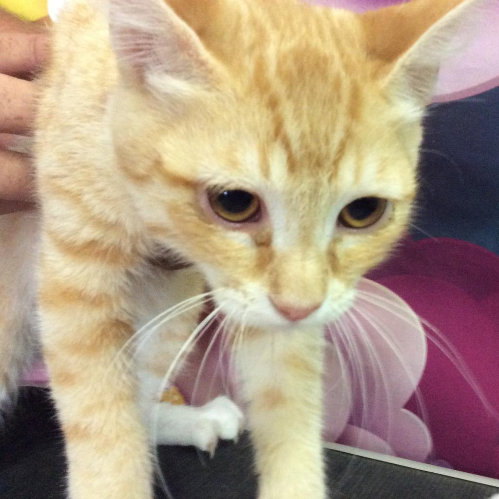 Buckwheat, a Adoptable Domestic Short Hair in Hemet, CA image 5/6