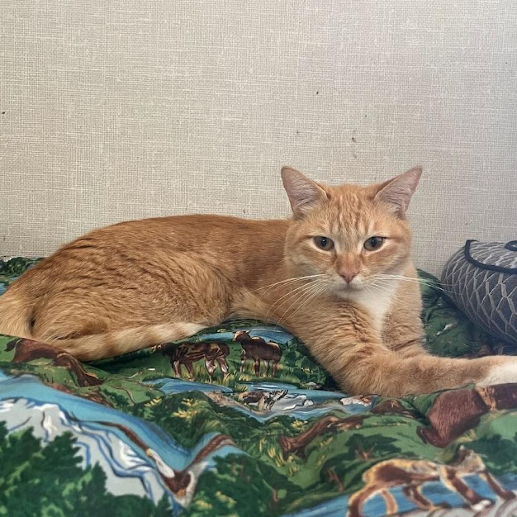 Buckwheat, a Adoptable Domestic Short Hair in Hemet, CA image 6/6