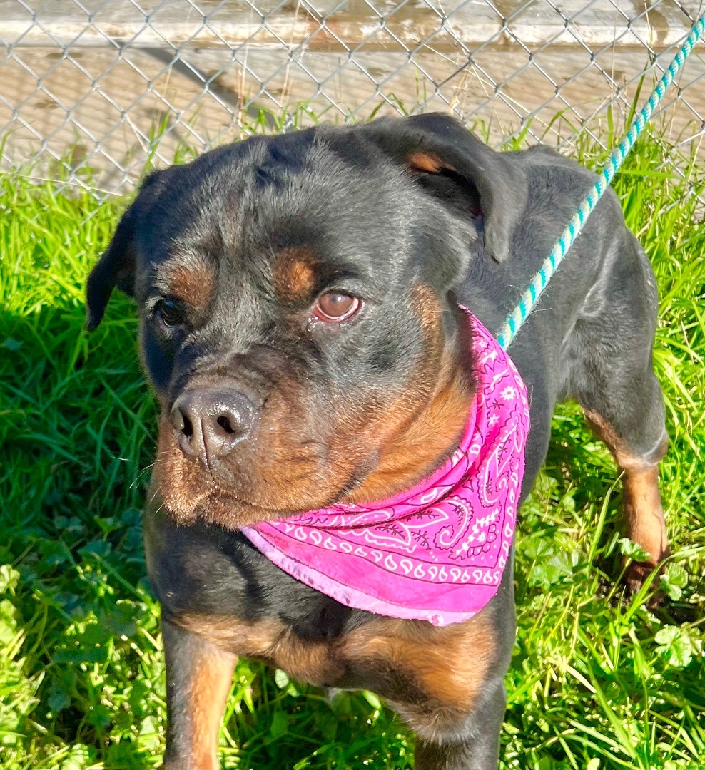 RUBY2, Adoptable, Young Female Rottweiler.