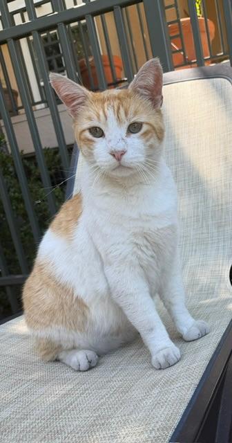 Enlarge Walter, a Adopted Tabby in San Francisco, CA image 2/6
