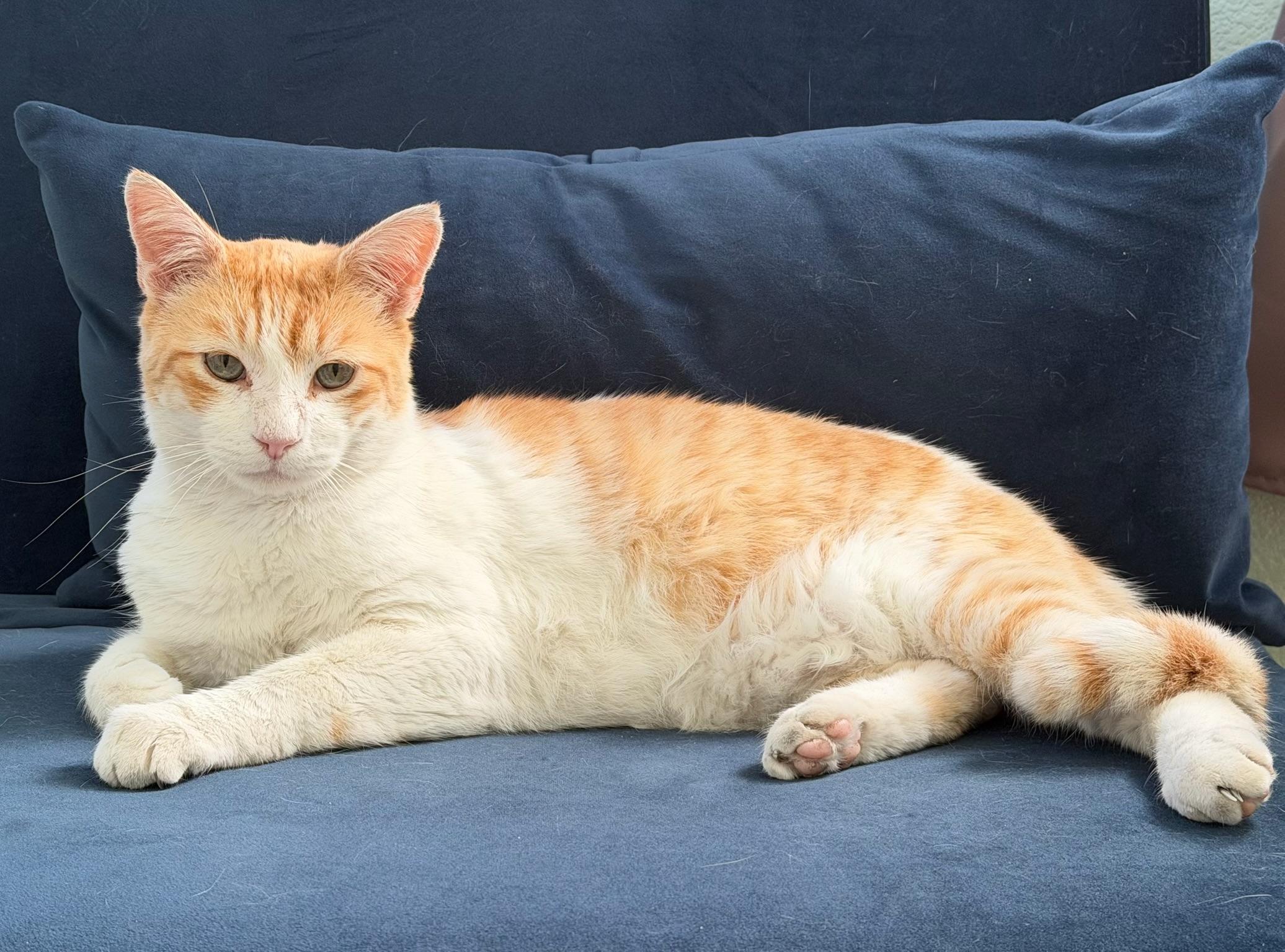 Walter, Adopted, Young Male Tabby.