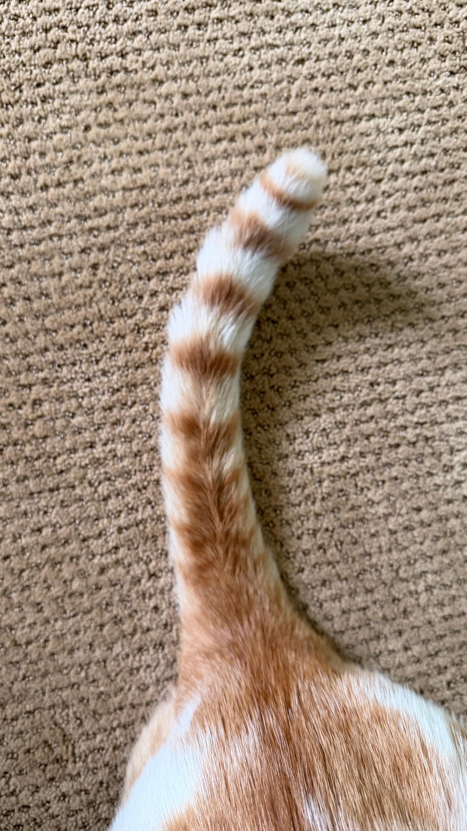 Enlarge Walter, a Adopted Tabby in San Francisco, CA image 6/6