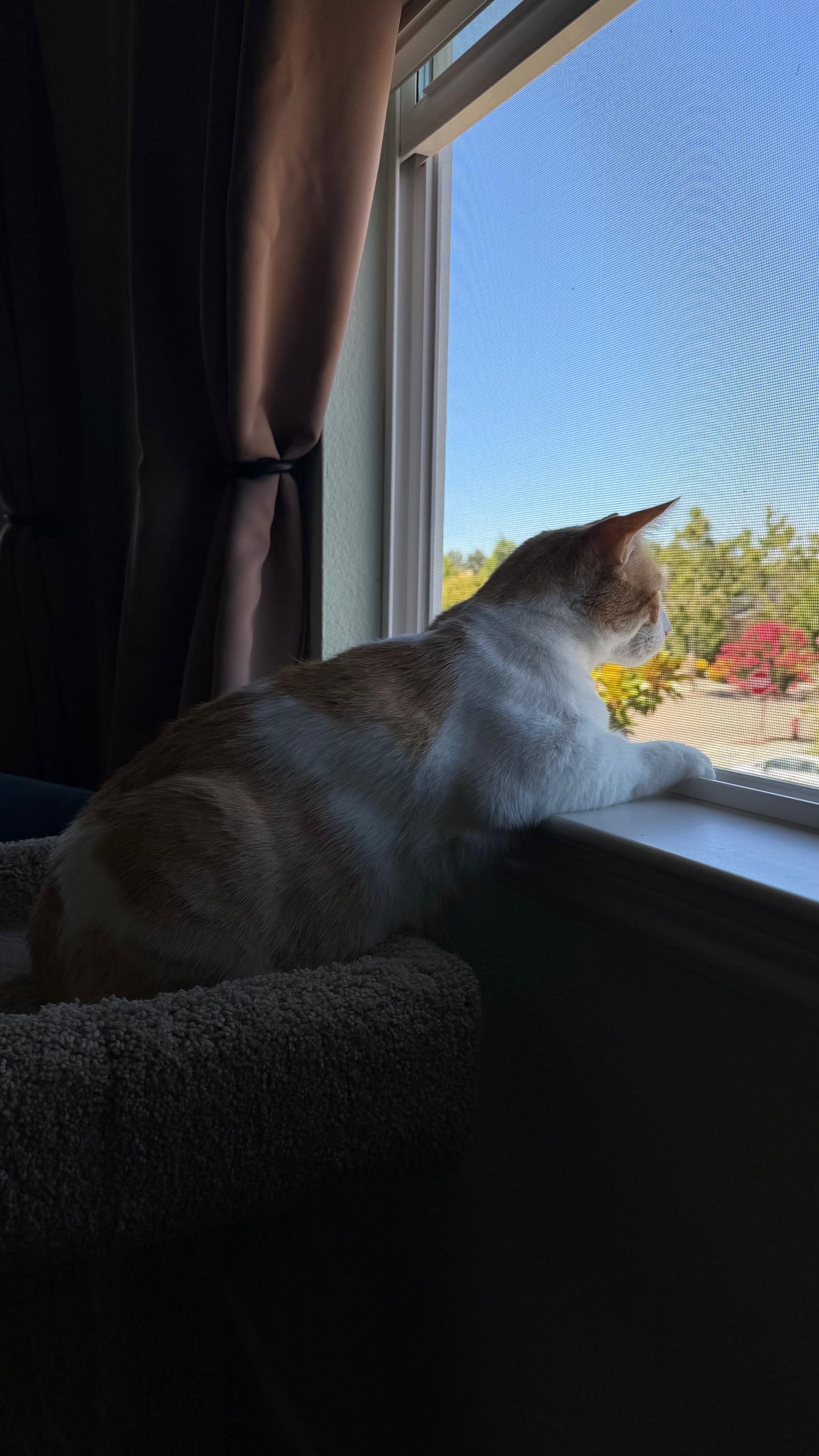 Enlarge Walter, a Adopted Tabby in San Francisco, CA image 3/6
