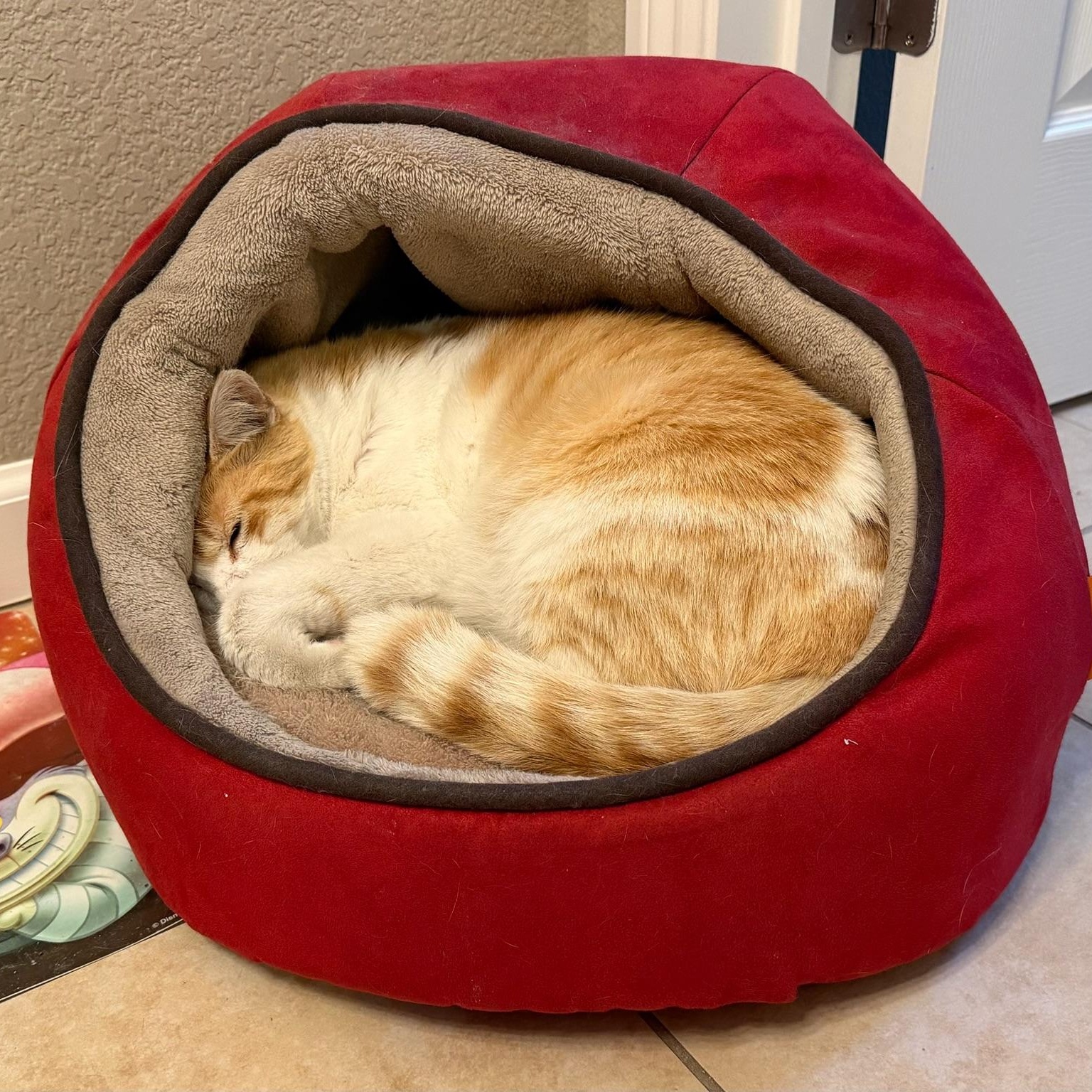 Enlarge Walter, a Adopted Tabby in San Francisco, CA image 5/6