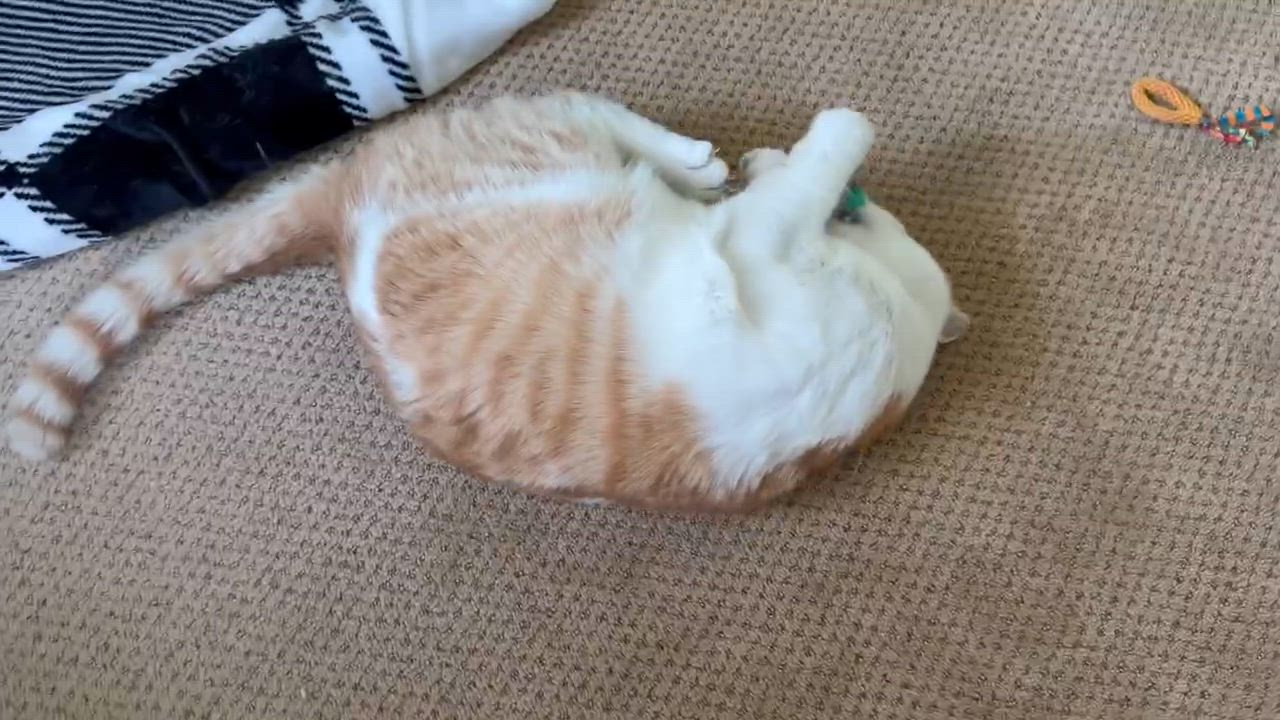 Enlarge Walter, a Adopted Tabby in San Francisco, CA video 4/6