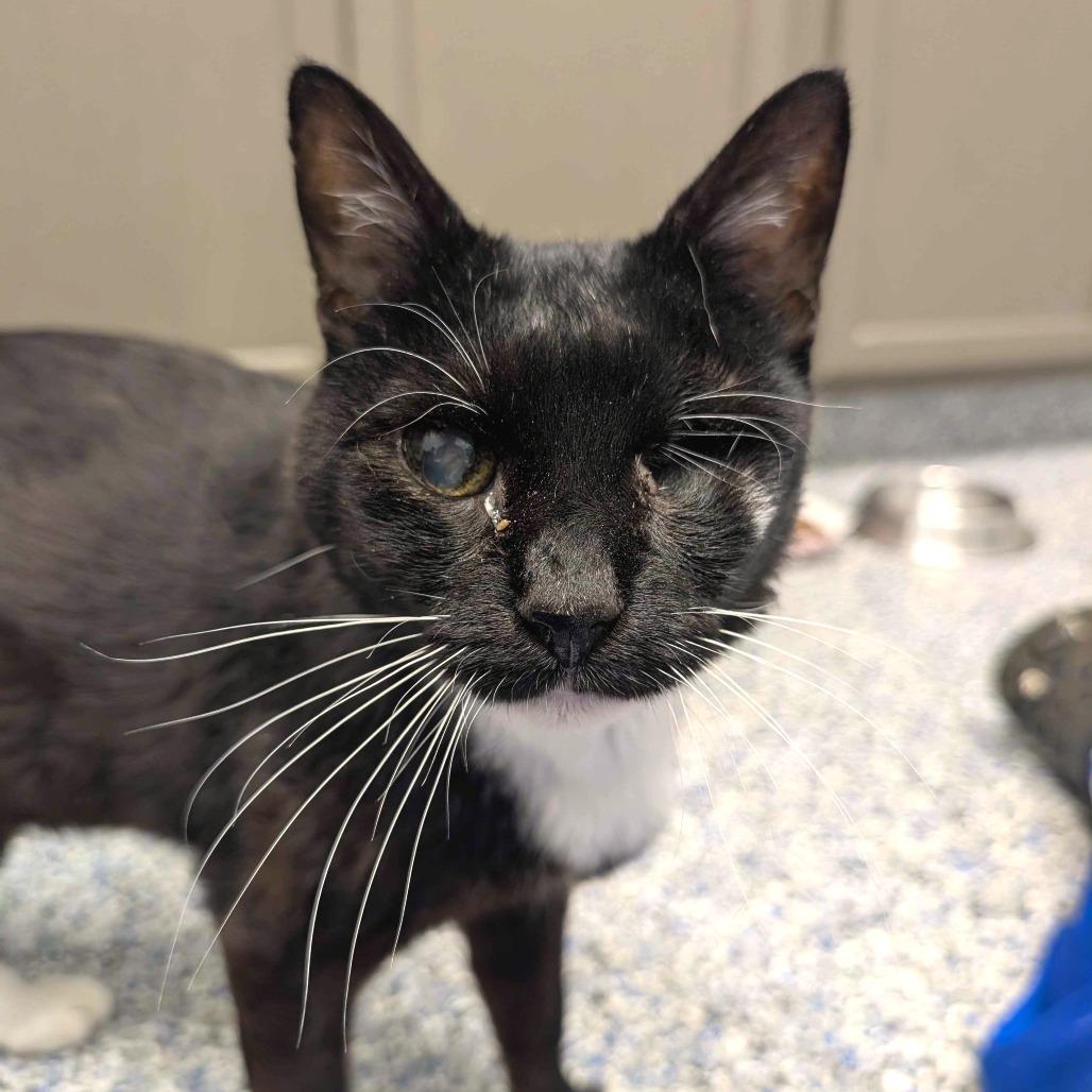 Enlarge Doggie, a Adoptable Domestic Short Hair in Greenville, SC image 1/6