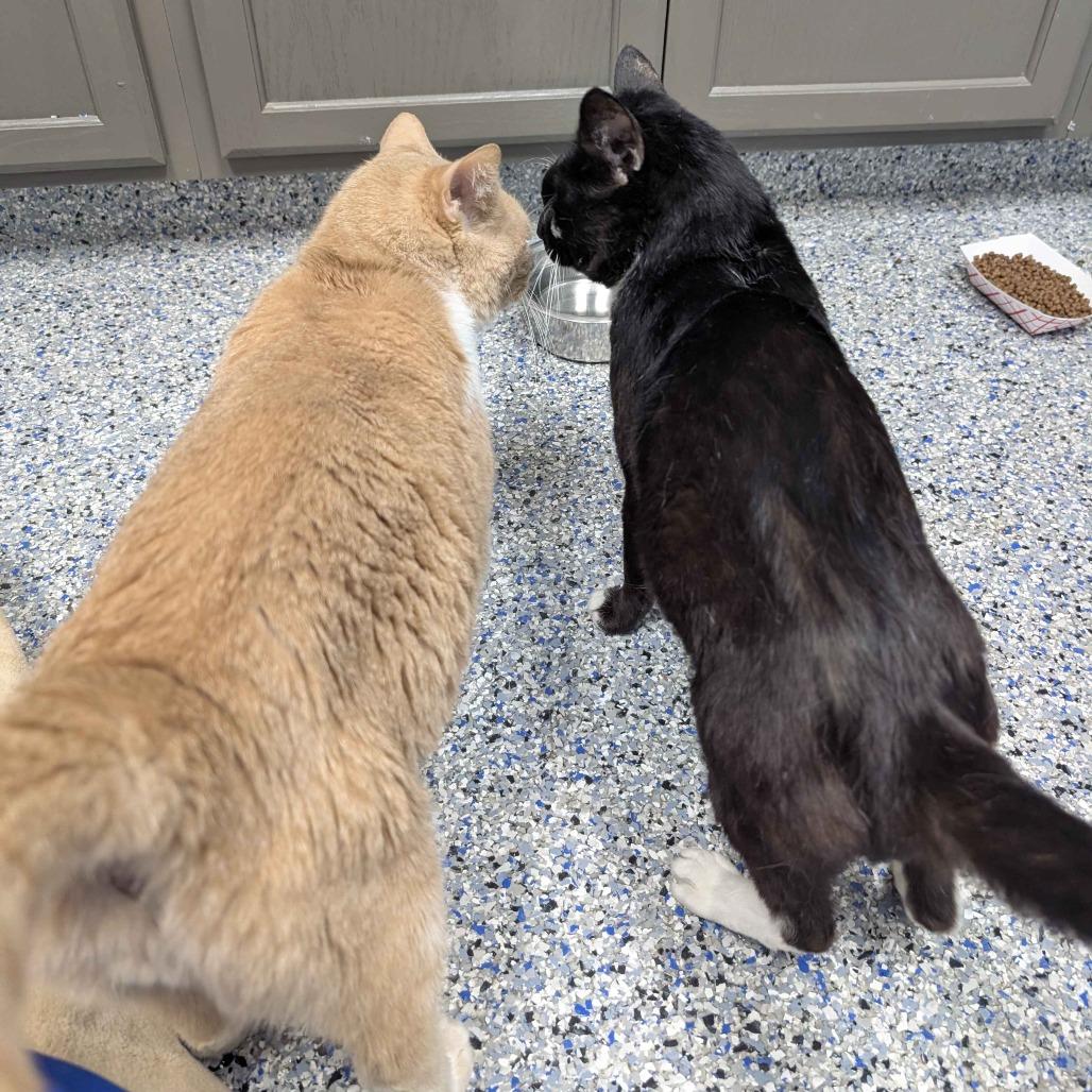 Enlarge Doggie, a Adoptable Domestic Short Hair in Greenville, SC image 2/6