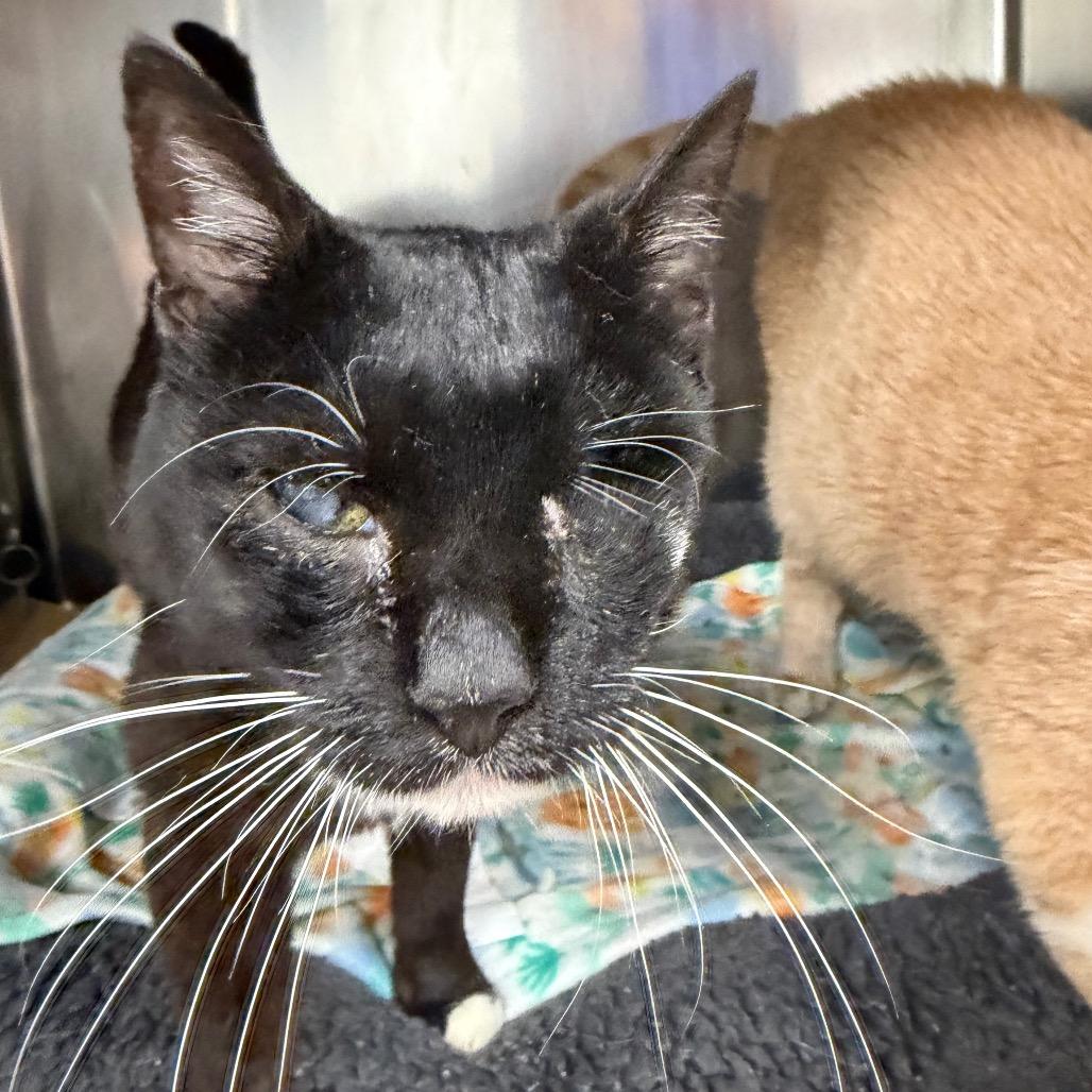 Enlarge Doggie, a Adoptable Domestic Short Hair in Greenville, SC image 3/6