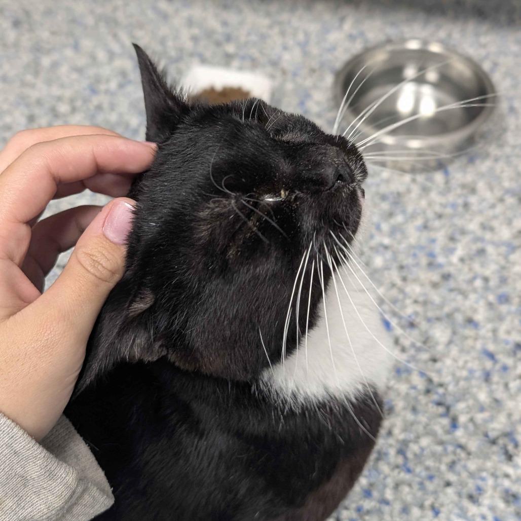 Enlarge Doggie, a Adoptable Domestic Short Hair in Greenville, SC image 4/6
