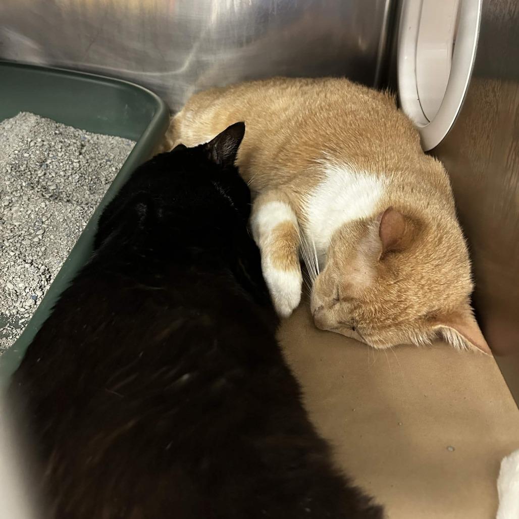 Doggie, Adoptable, Senior Male Domestic Short Hair.