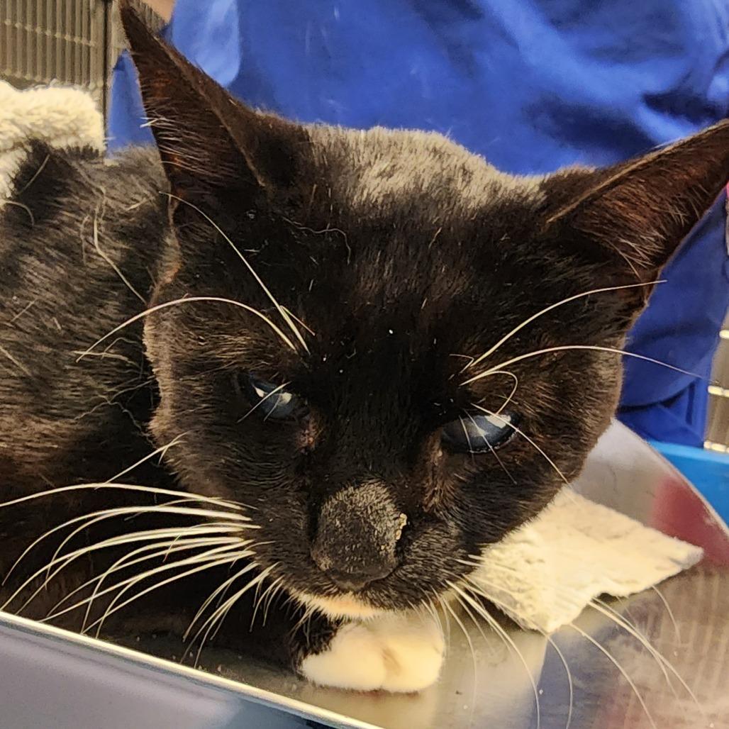 Doggie, a Adoptable Domestic Short Hair in Greenville, SC image 2/2