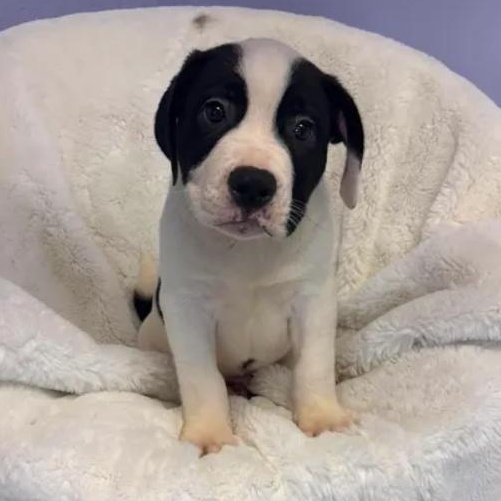 Bowser, ADOPTABLE, Puppy Male Staffordshire Bull Terrier.