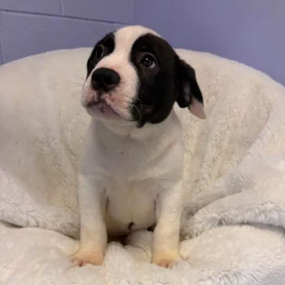 Bowser, a ADOPTABLE mixed breed in Bardstown, KY image 4/5