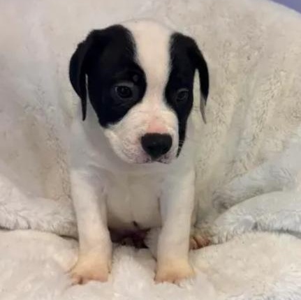 Bowser, a ADOPTABLE mixed breed in Bardstown, KY image 5/5