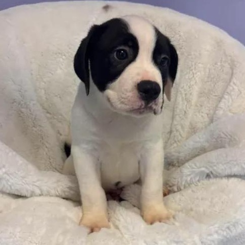 Bowser, a ADOPTABLE mixed breed in Bardstown, KY image 2/5