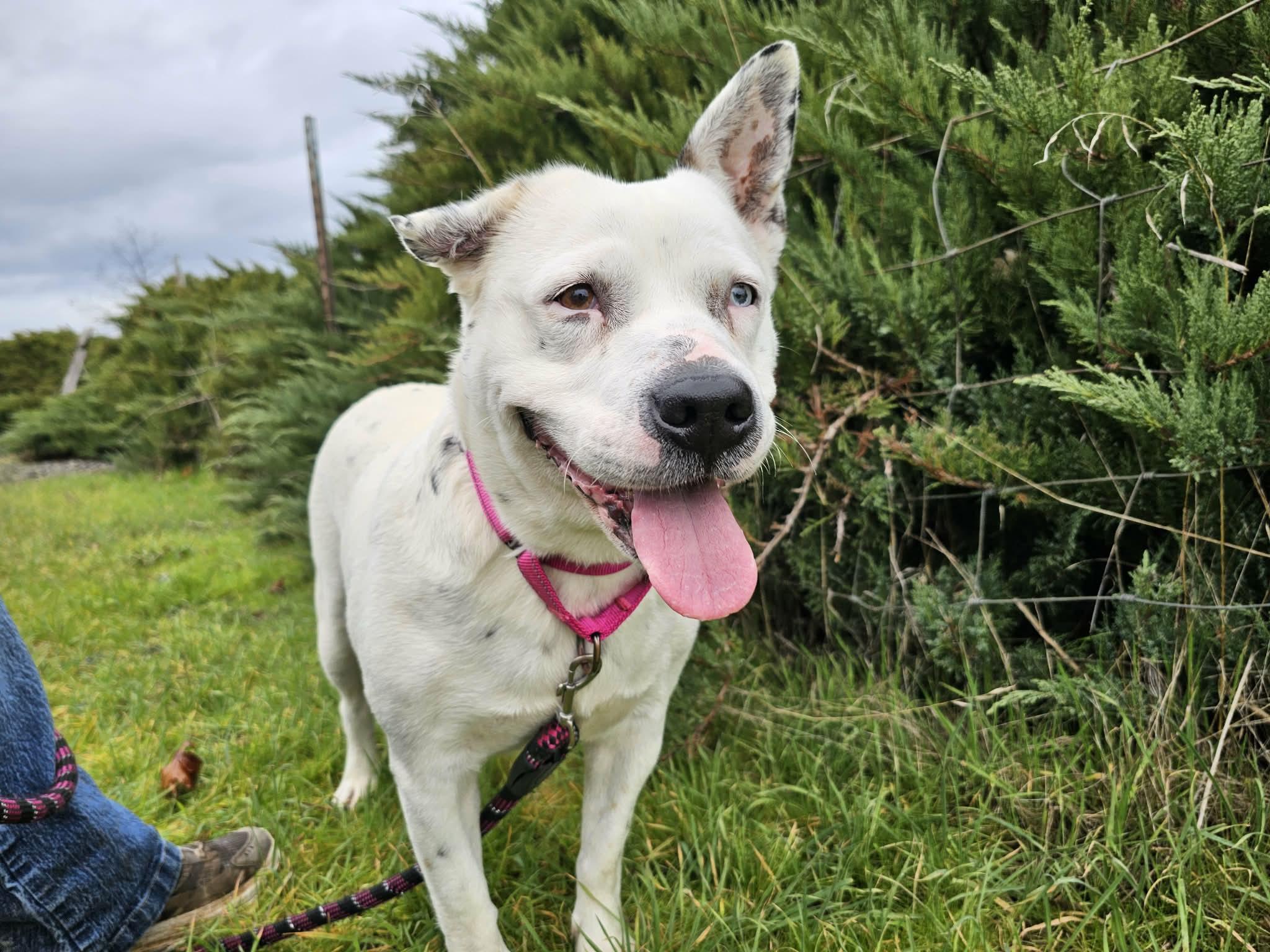 Enlarge Shmoopie, a ADOPTABLE mixed breed in Grants Pass, OR image 3/5