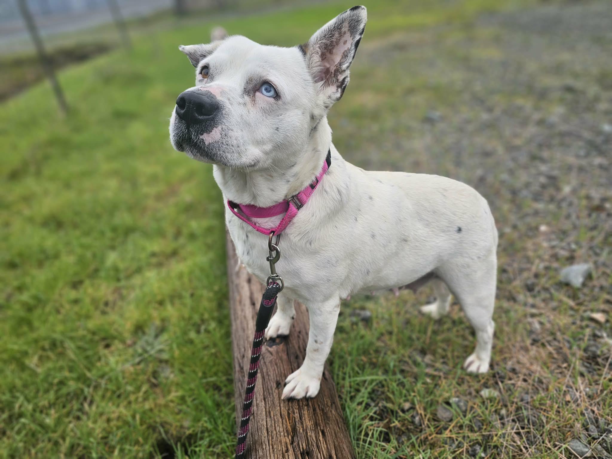 Enlarge Shmoopie, a ADOPTABLE mixed breed in Grants Pass, OR image 5/5
