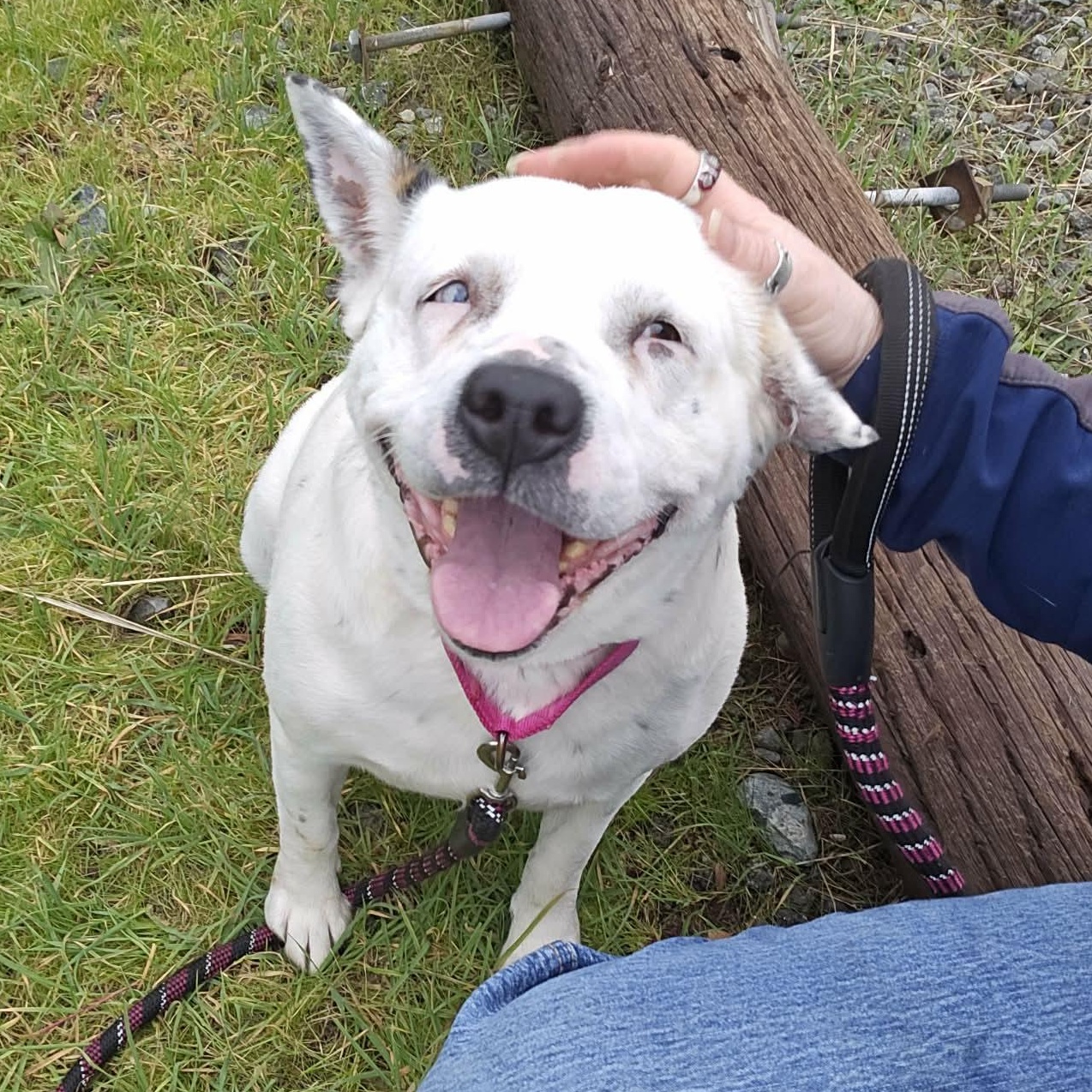 Enlarge Shmoopie, a ADOPTABLE mixed breed in Grants Pass, OR image 1/5