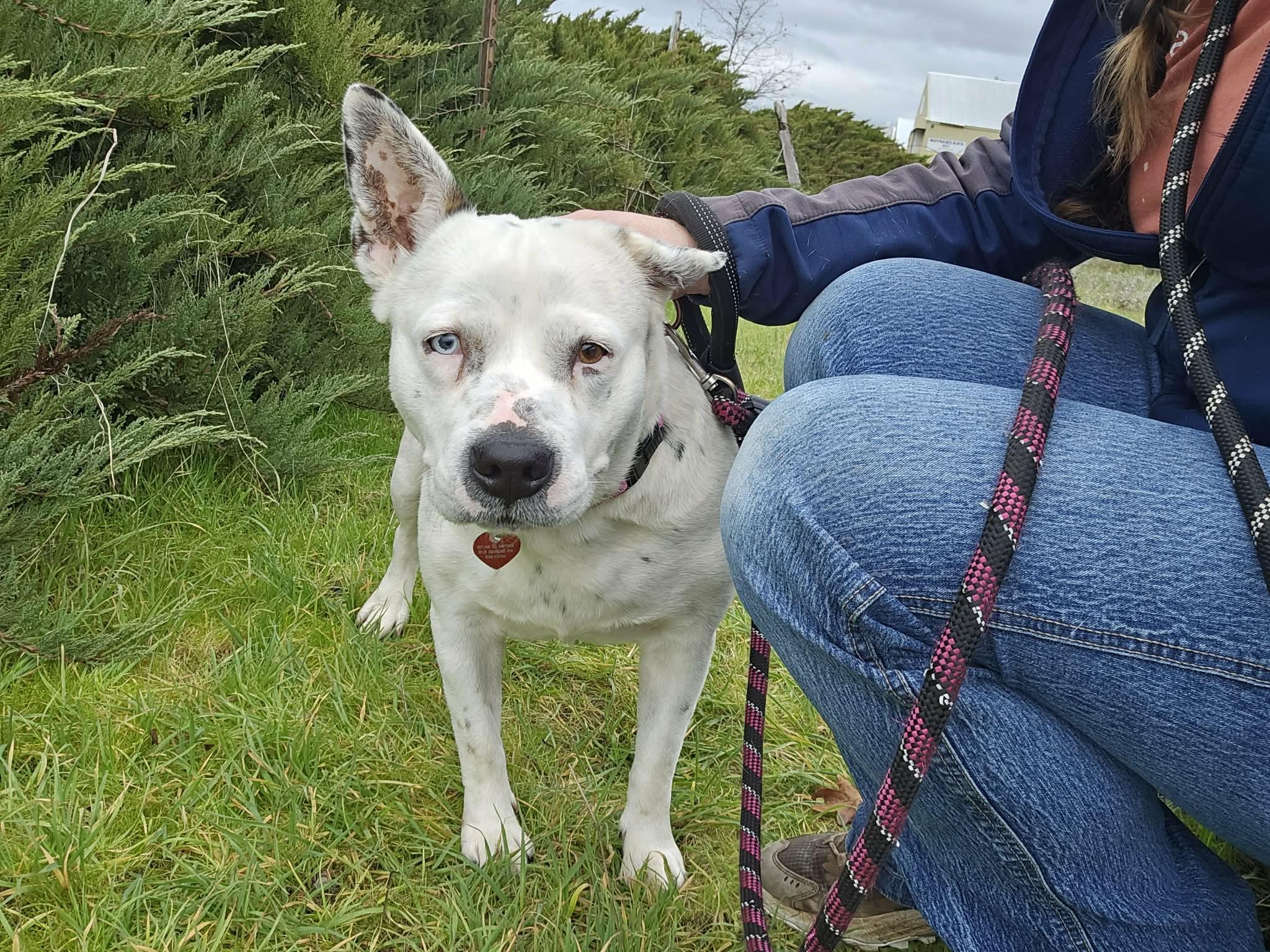 Enlarge Shmoopie, a ADOPTABLE mixed breed in Grants Pass, OR image 2/5