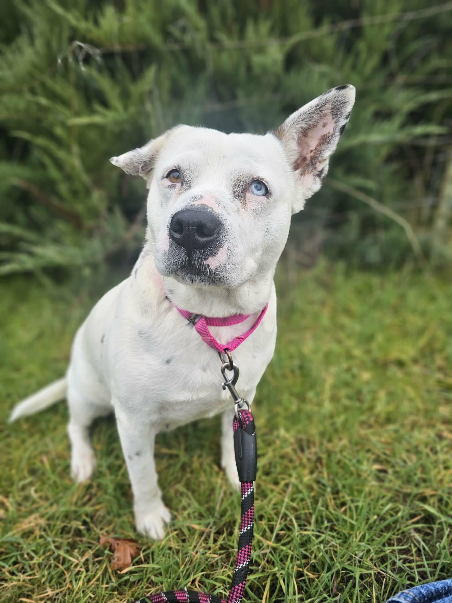 Enlarge Shmoopie, a ADOPTABLE mixed breed in Grants Pass, OR image 4/5