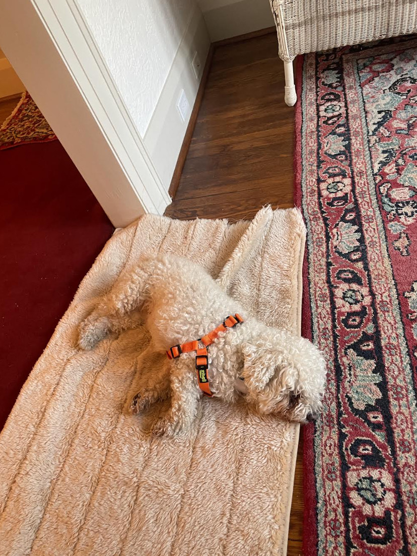 Chiquis, Adopted, Adult Female Miniature Poodle.