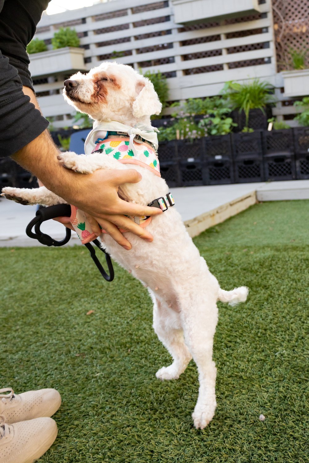 Enlarge Chiquis, a Adopted mixed breed in Toronto, ON image 3/12