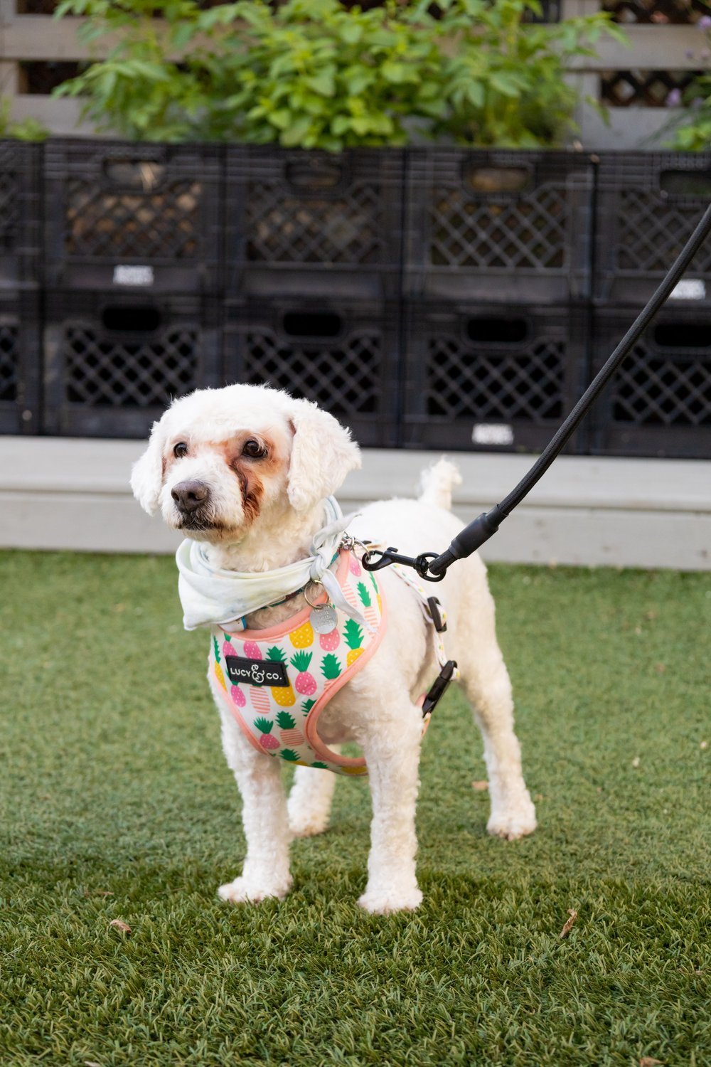 Enlarge Chiquis, a Adopted mixed breed in Toronto, ON image 4/12
