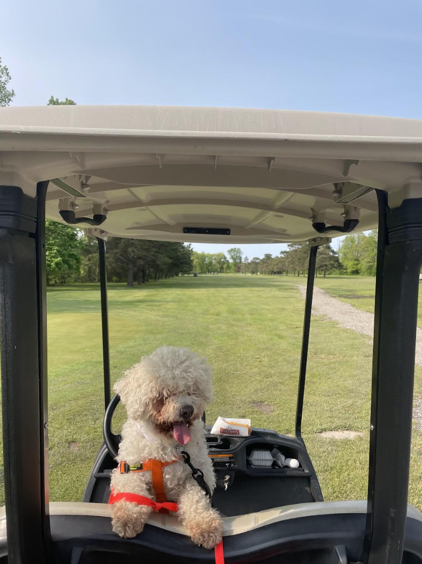 Enlarge Chiquis, a Adopted mixed breed in Toronto, ON image 5/12
