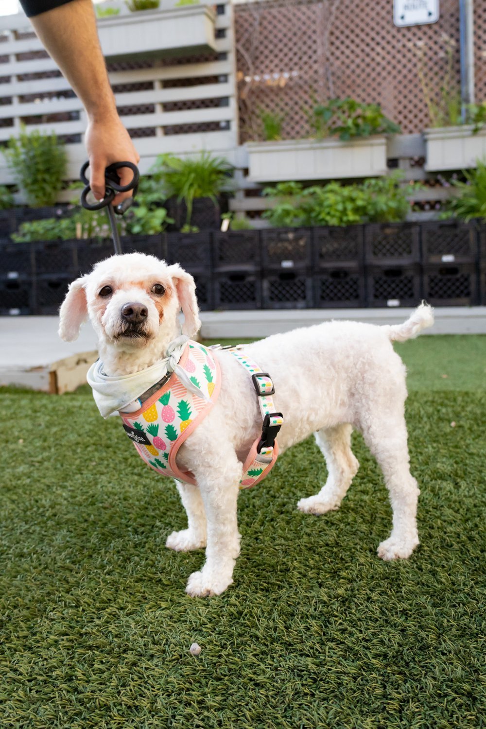 Enlarge Chiquis, a Adopted mixed breed in Toronto, ON image 6/12