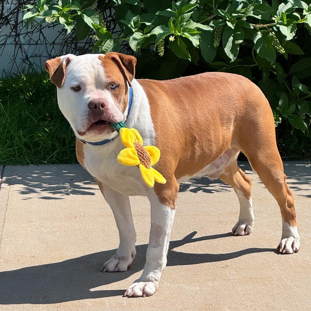 Bruce, ADOPTABLE, Adult Male Pit Bull Terrier.