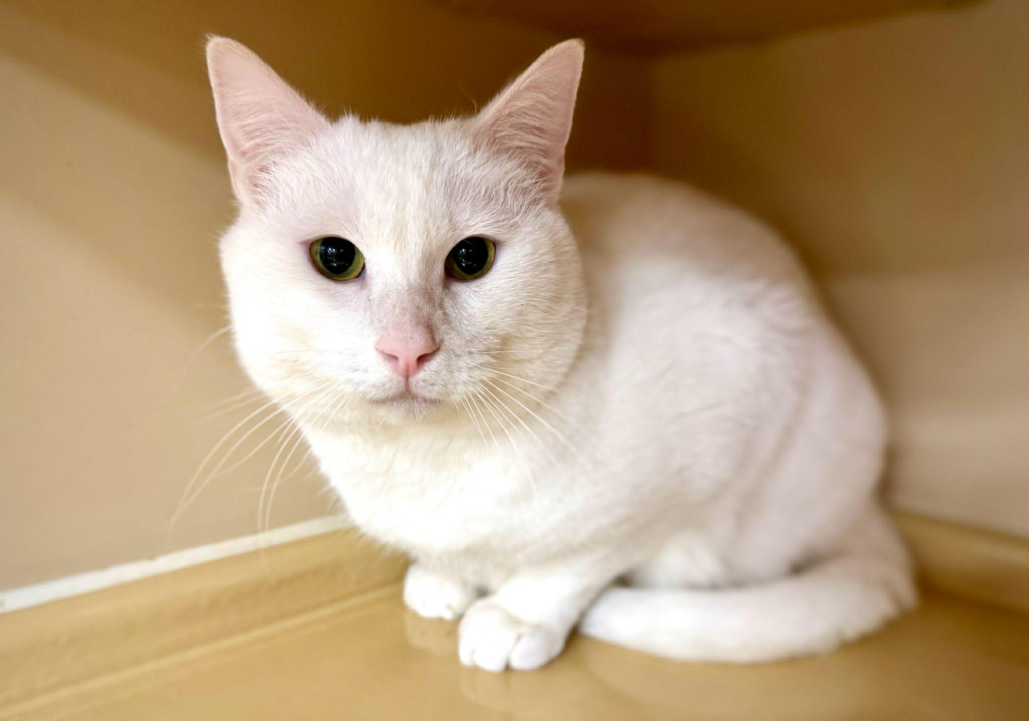 Blizzard 2, adopted, Adult Male Domestic Short Hair.