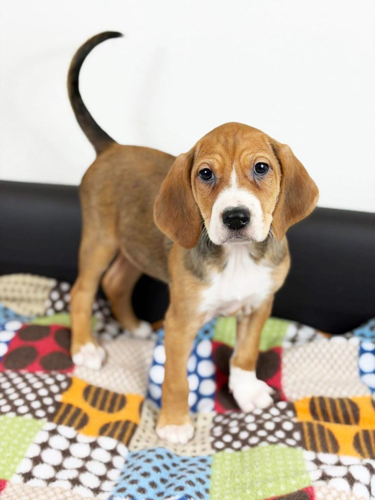 Retro Toy Litter  thumbnail 2