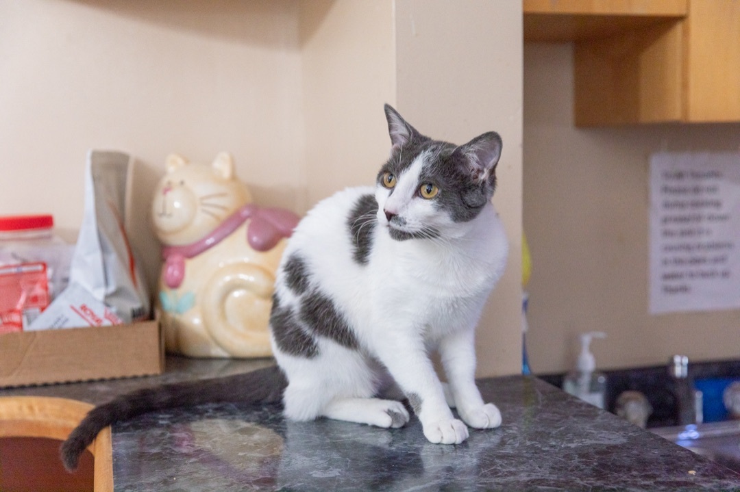 Mary Khan, a Adoptable Domestic Short Hair in Chicago, IL image 1/10