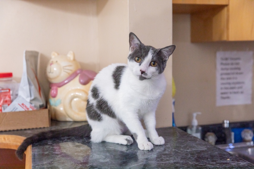 Mary Khan, a Adoptable Domestic Short Hair in Chicago, IL image 2/10