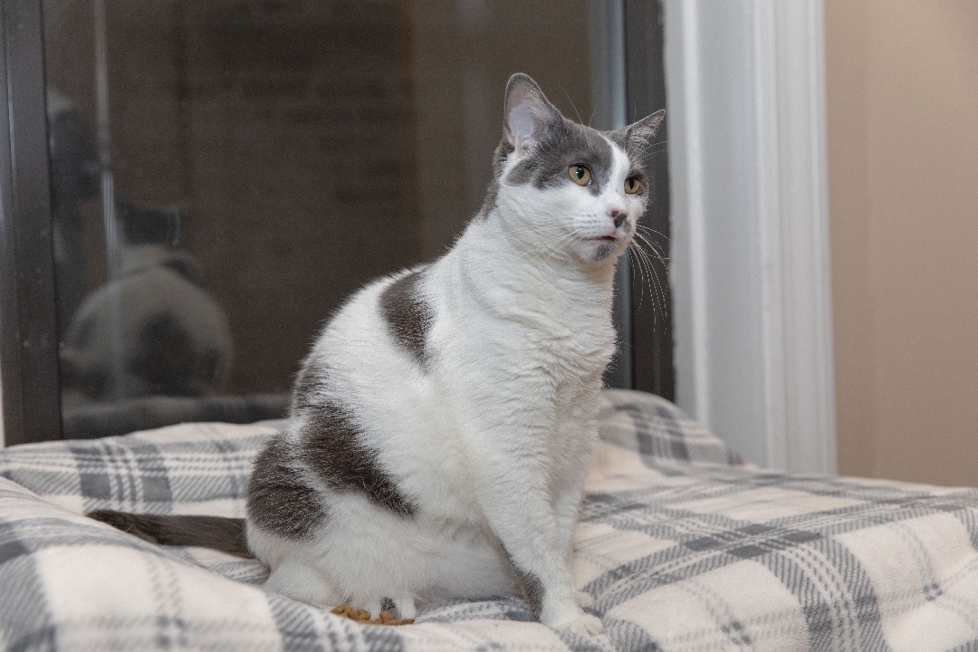 Mary Khan, a Adoptable Domestic Short Hair in Chicago, IL image 3/10