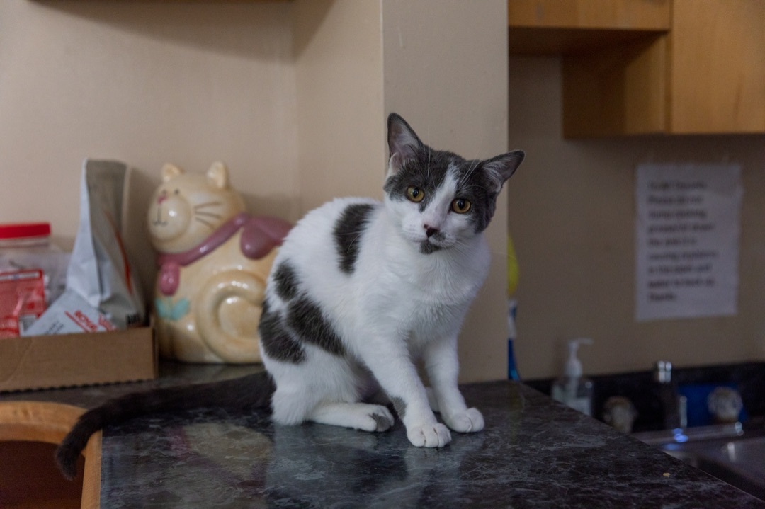 Mary Khan, a Adoptable Domestic Short Hair in Chicago, IL image 4/10