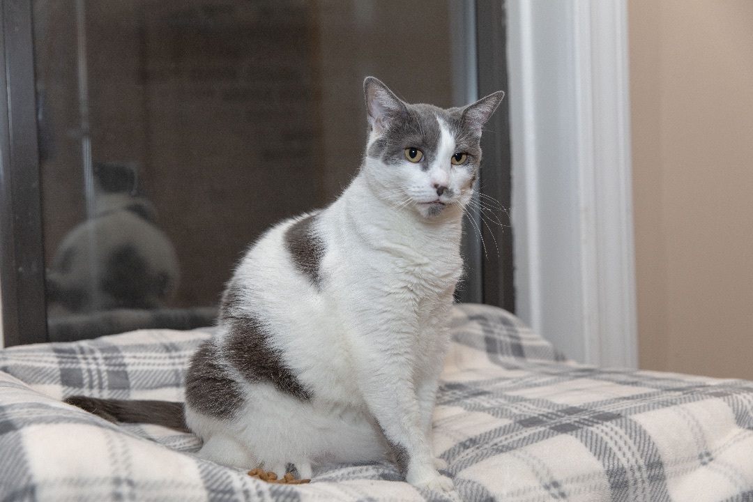 Mary Khan, a Adoptable Domestic Short Hair in Chicago, IL image 5/10