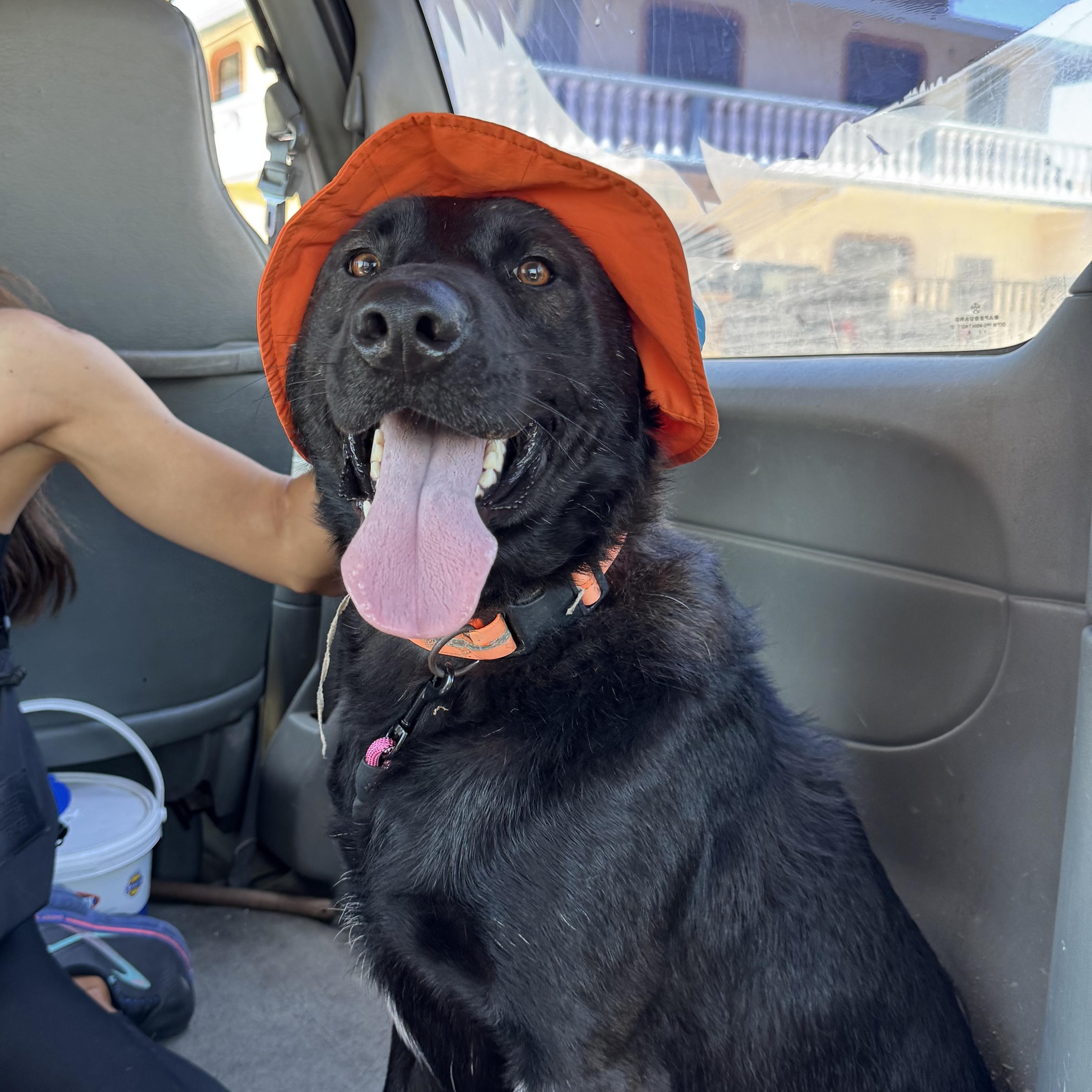 Taz, Adoptable, Adult Male Australian Kelpie & Belgian Shepherd / Malinois.