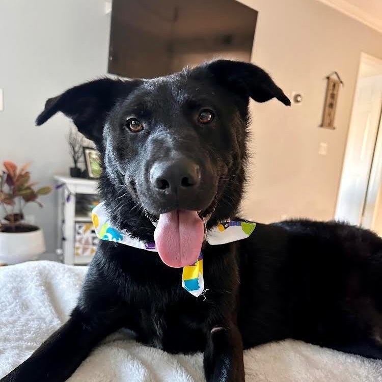 Taz, a Adoptable mixed breed in San Diego, CA image 4/5