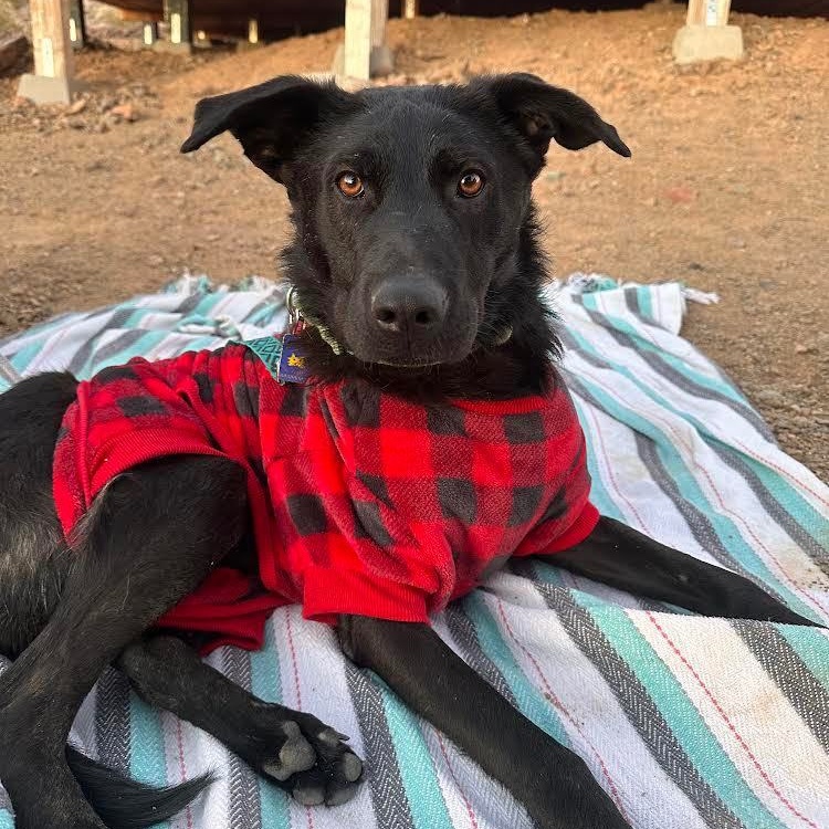 Taz, a Adoptable mixed breed in San Diego, CA image 3/5