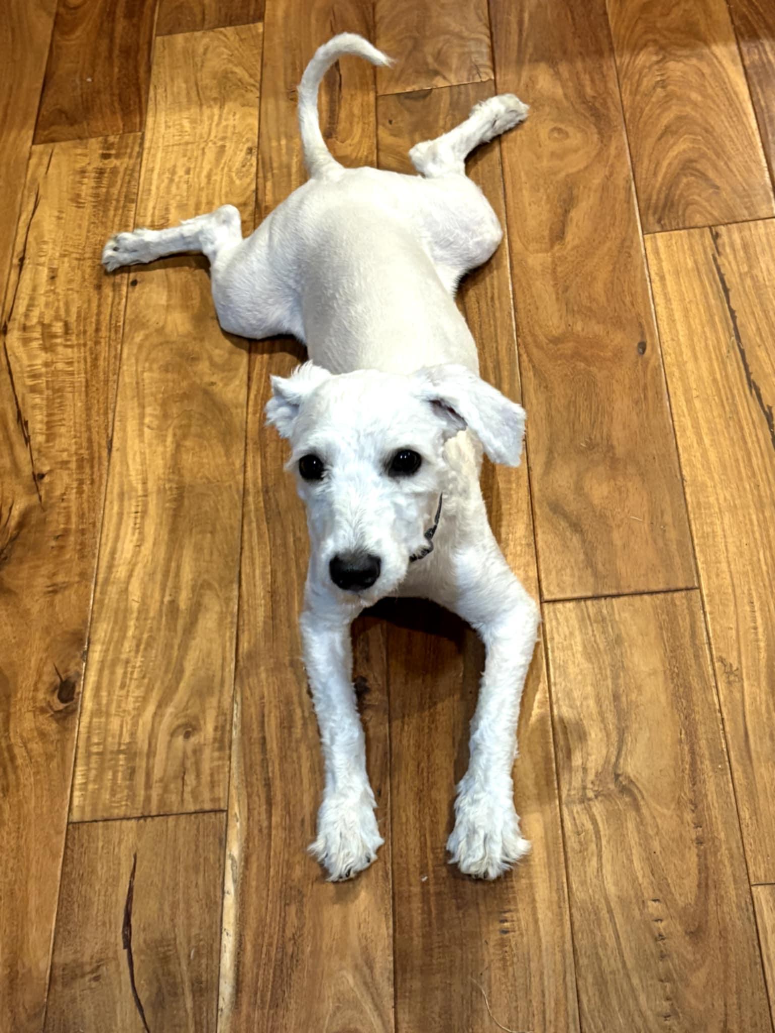Kinny and Poppy, adopted, Young Male Havanese & Maltipoo.