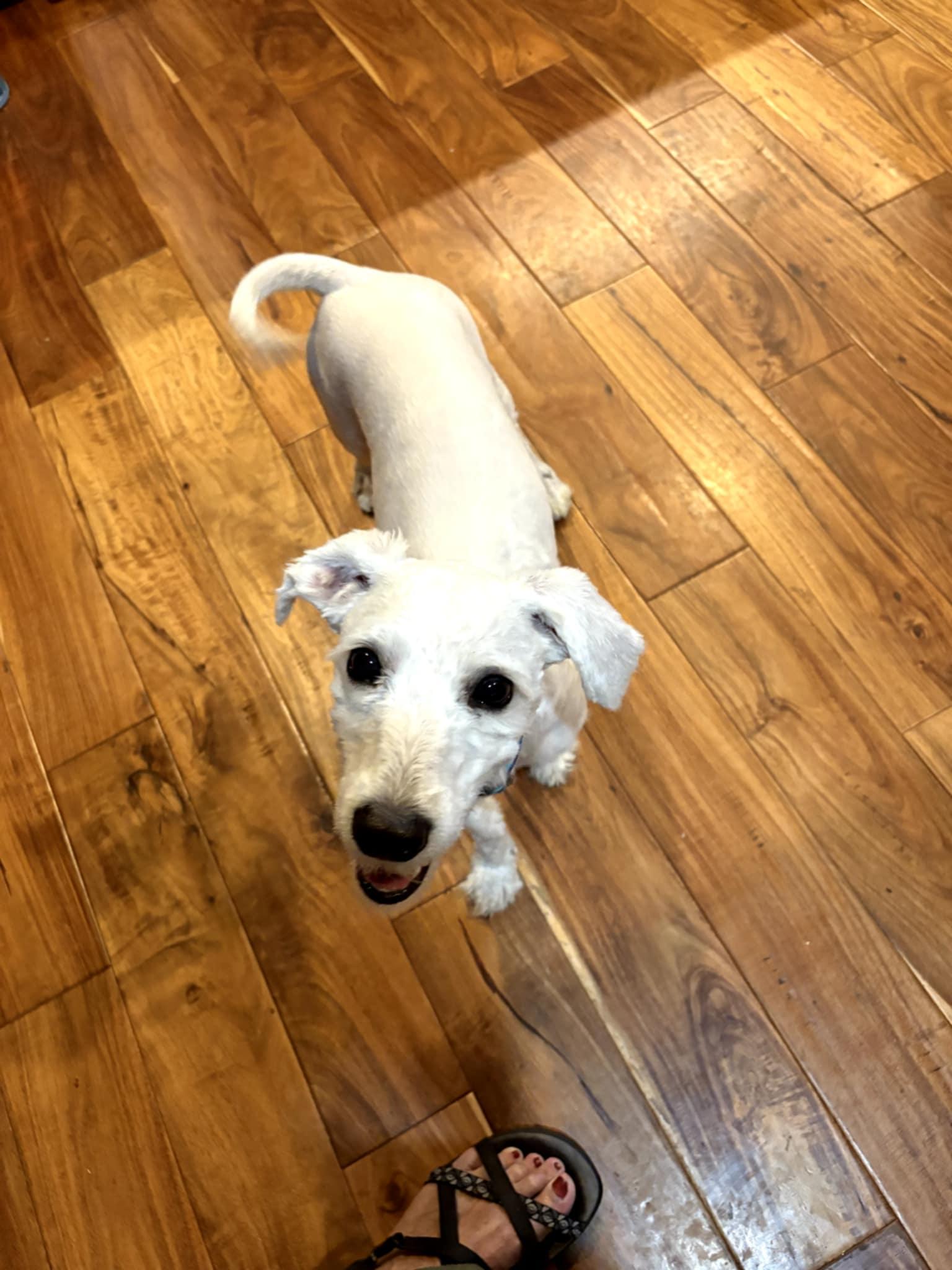 Enlarge Kinny and Poppy, an adopted mixed breed in Oak Harbor, WA image 3/4