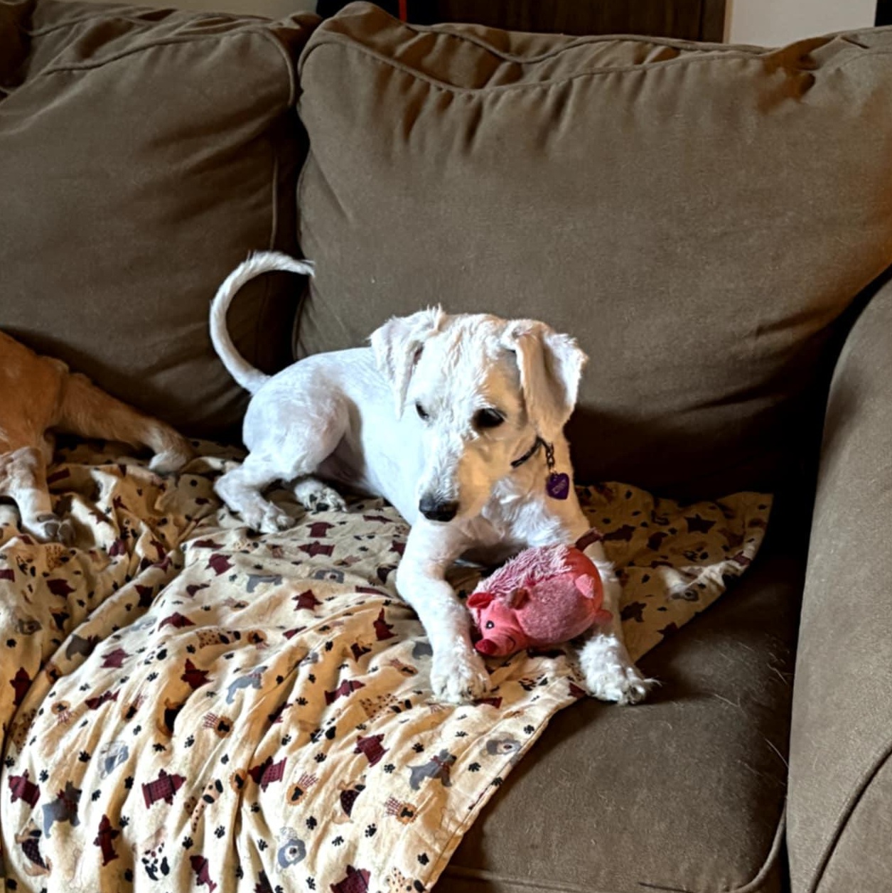 Enlarge Kinny and Poppy, an adopted mixed breed in Oak Harbor, WA image 4/4