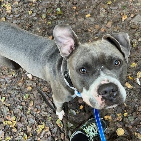 Enlarge Roxy, a Adoptable American Staffordshire Terrier in Stockton, CA image 1/5