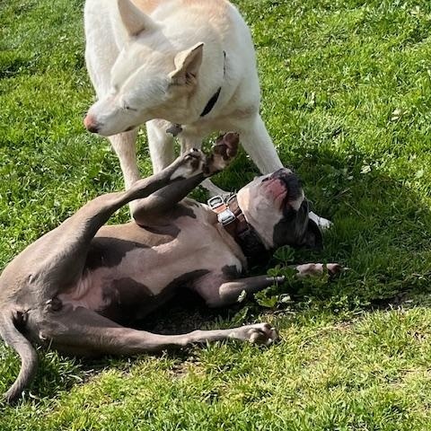 Enlarge Roxy, a Adoptable American Staffordshire Terrier in Stockton, CA image 3/5