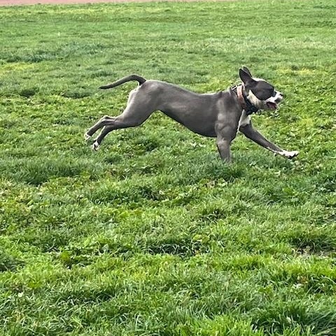 Enlarge Roxy, a Adoptable American Staffordshire Terrier in Stockton, CA image 4/5